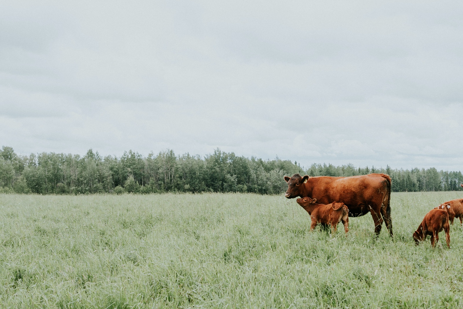 cow_family-1