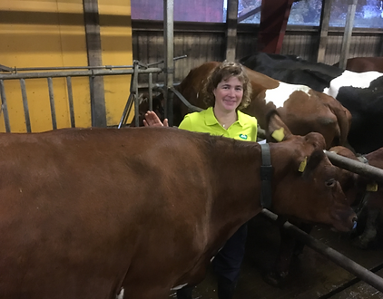 Cilla Färnäs tillsammans med ko