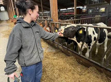 Sara Johansson på Lamms lantbruk med ko